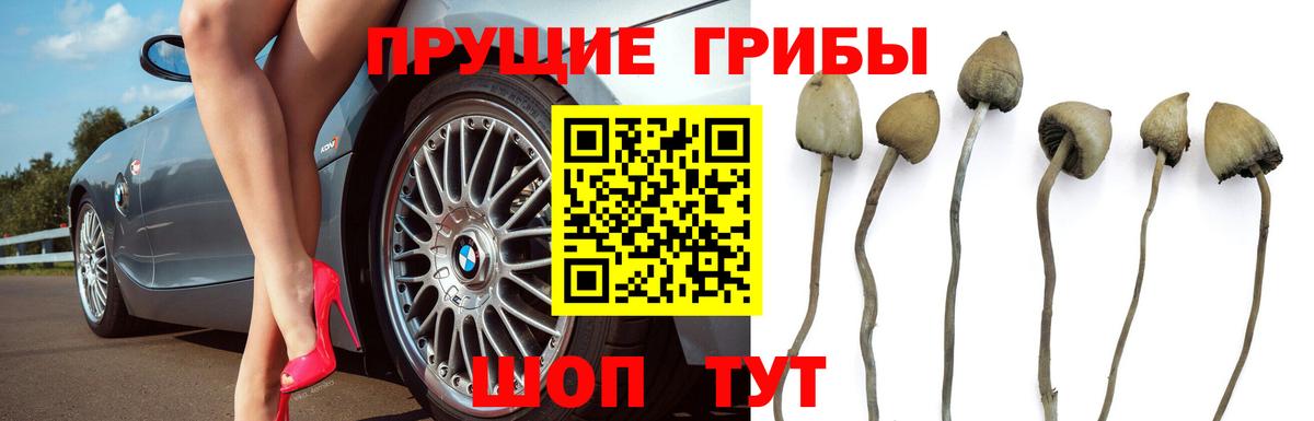 Галлюциногенные грибы прущие грибы Кингисепп